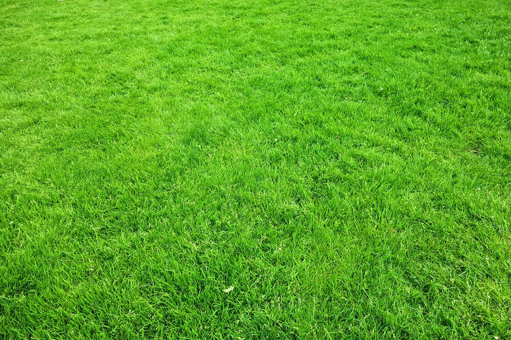 7 Lawn Care Tips For Buffalo Grass A View Turf 