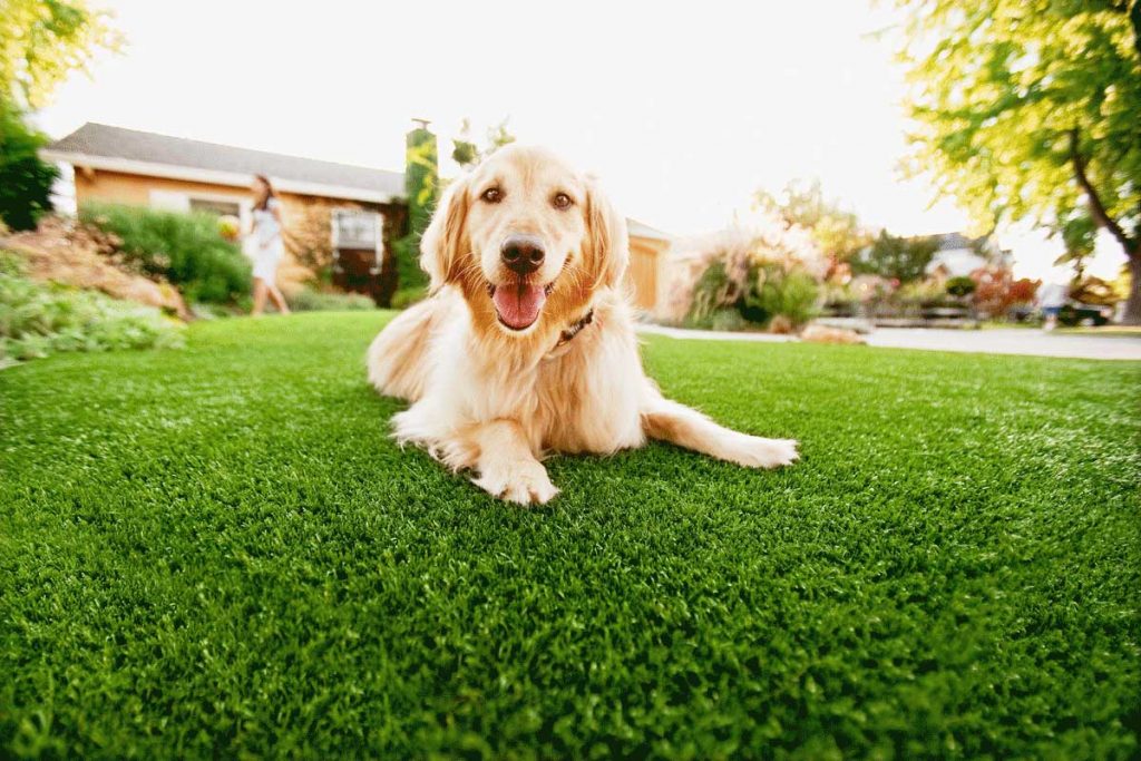 Turf Suppliers Sydney