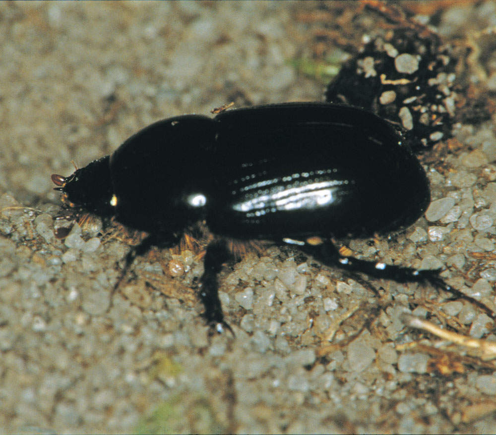 African Beetle