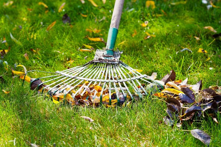 clean your lawn