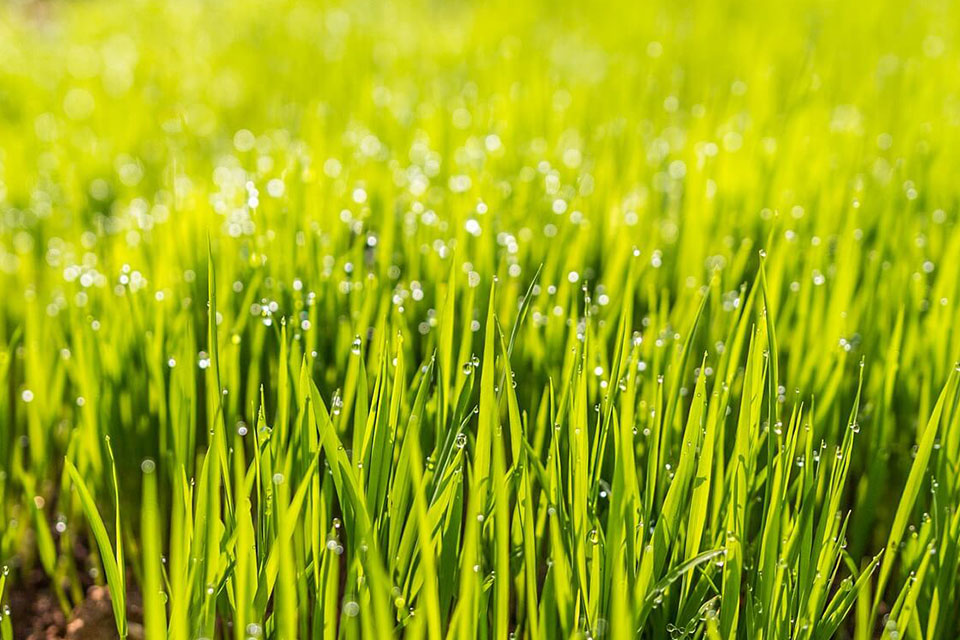 Health & Lifestyle Benefits Of Lawn