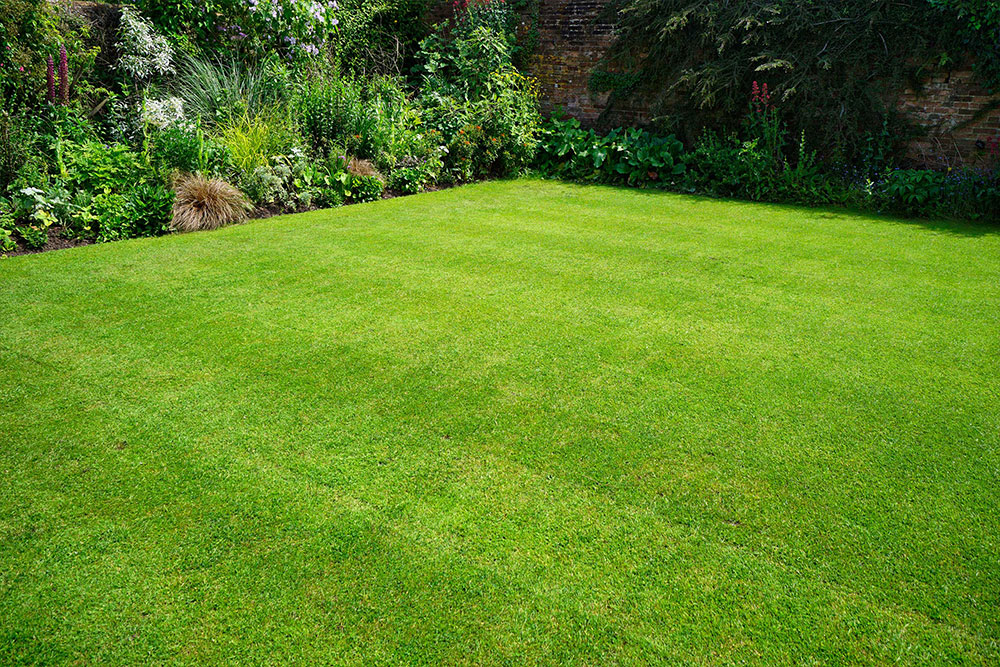How to Keep Grass Green in Winter