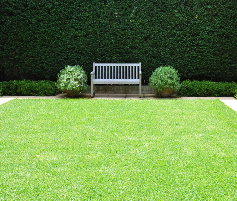 Soft Leaf Buffalo Grass