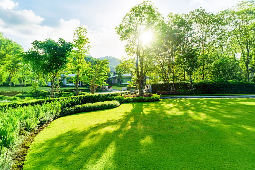 Shaded Lawn Grass