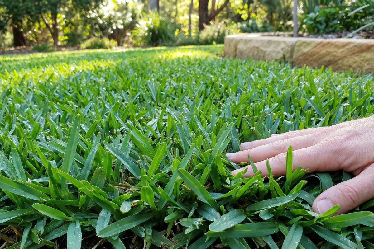 Matilda Buffalo Grass