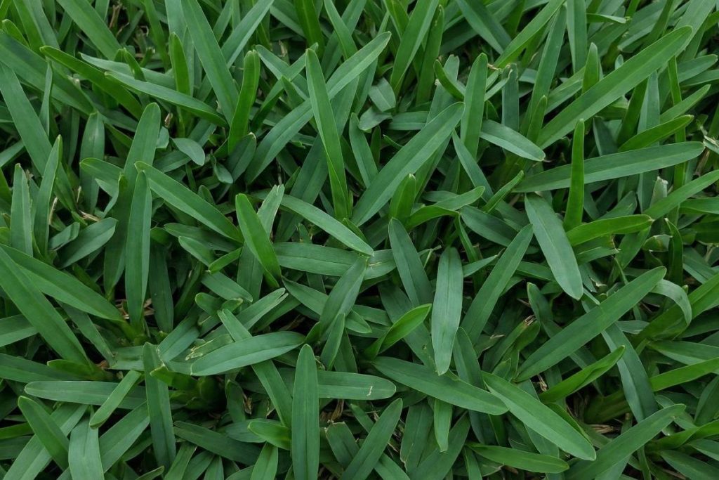 Soft-Leaf Buffalo Grass