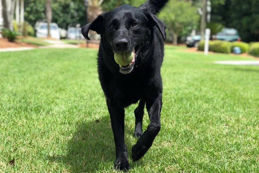 The dog has a ball in its mouth.