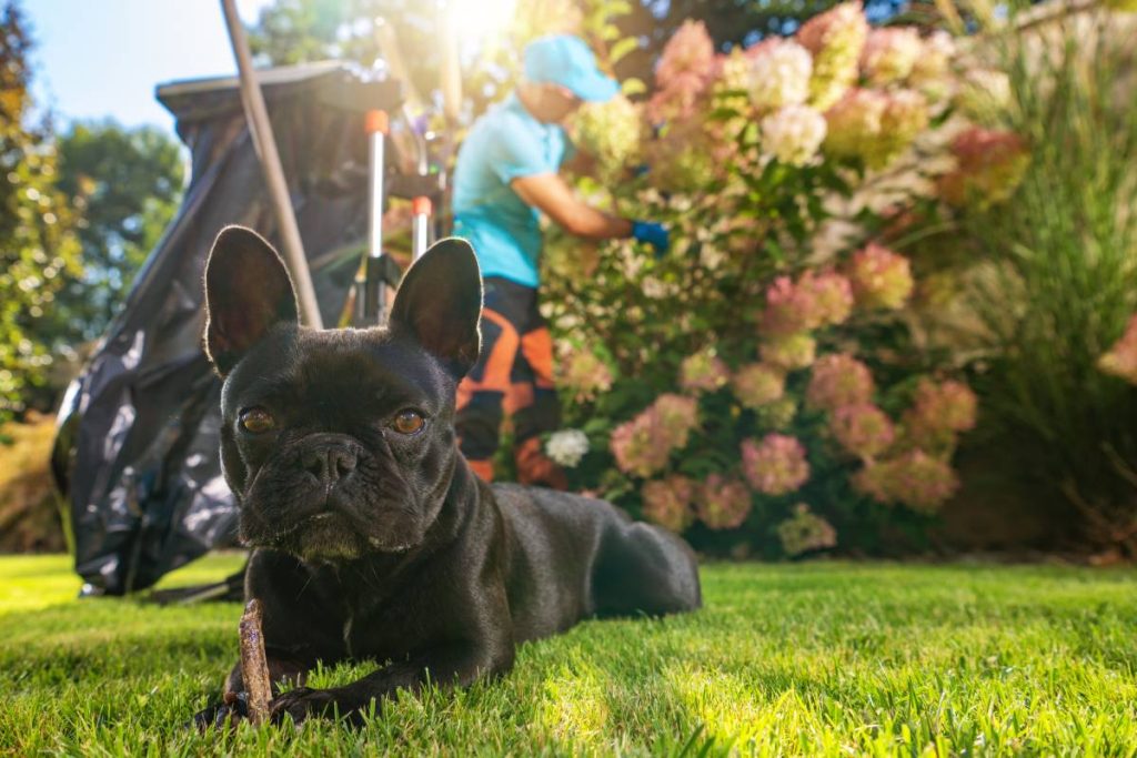 French Bulldog with His Snack Laying in a Garden While His Owner Taking Care of Flowers
