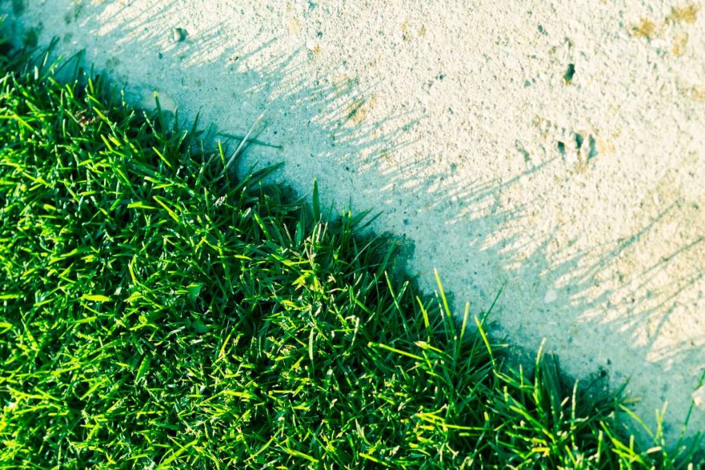 Green mown grass textured background. Golden hour daylight