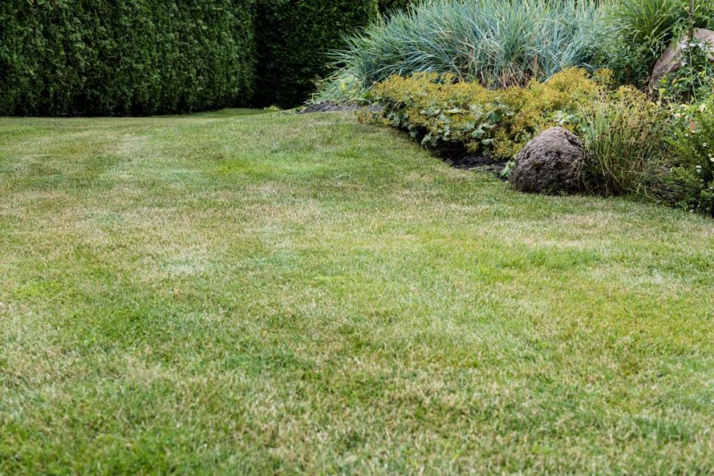 selective focus of fresh green grass near small bushes