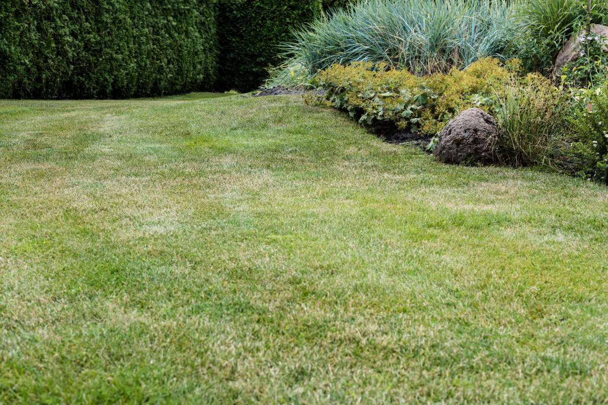 selective focus of fresh green grass near small bushes