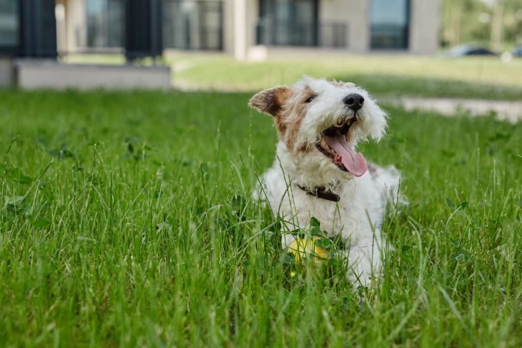 Portrait of fluffy little dog lying on green lawn with tongue out while enjoying time outdoors, copy space