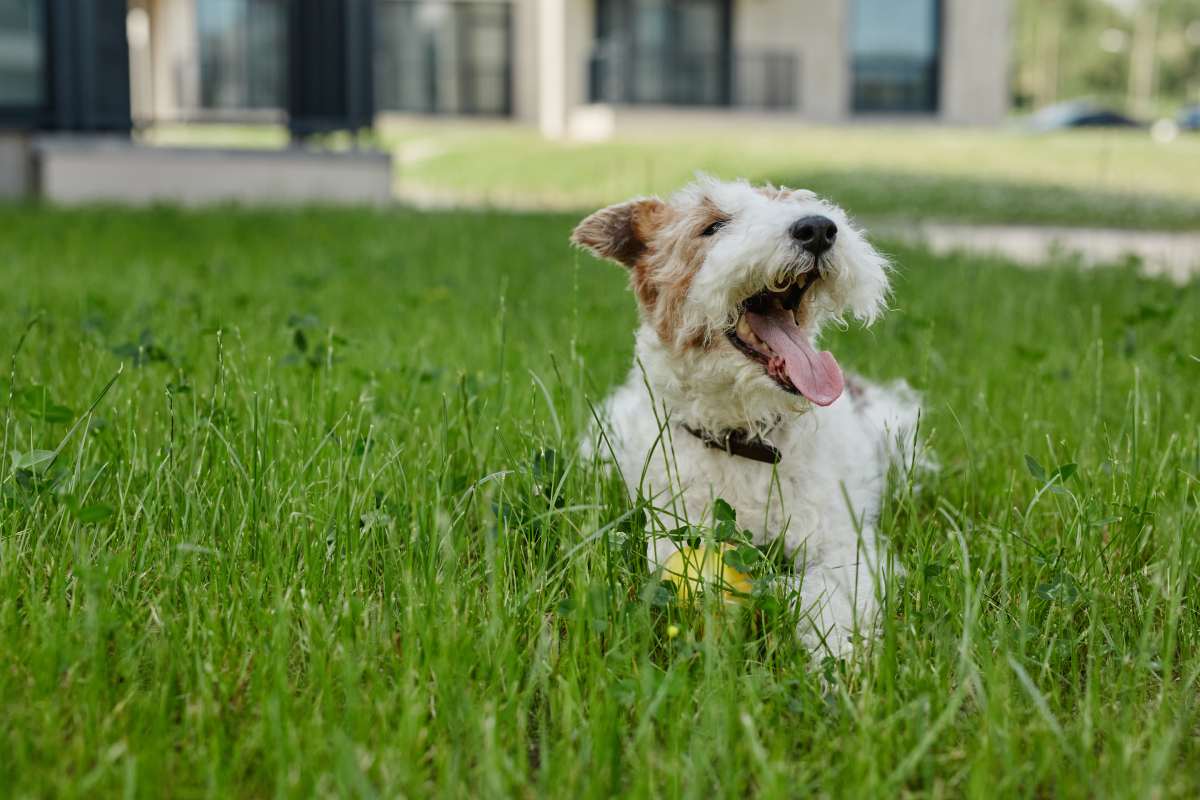 Portrait of fluffy little dog lying on green lawn with tongue out while enjoying time outdoors, copy space