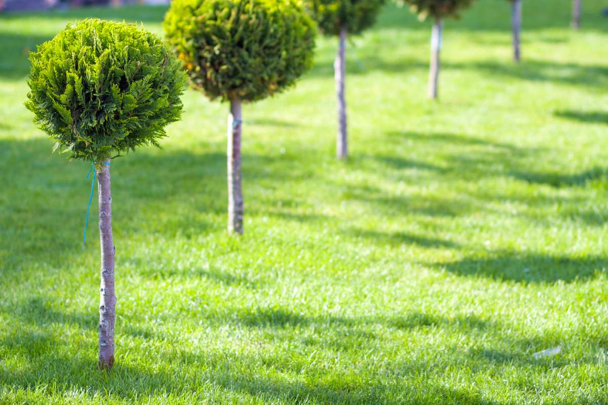 Green lawn with bright grass in a city park with decorative trees on a sunny summer day. Beautiful rest area in urban surrounding.