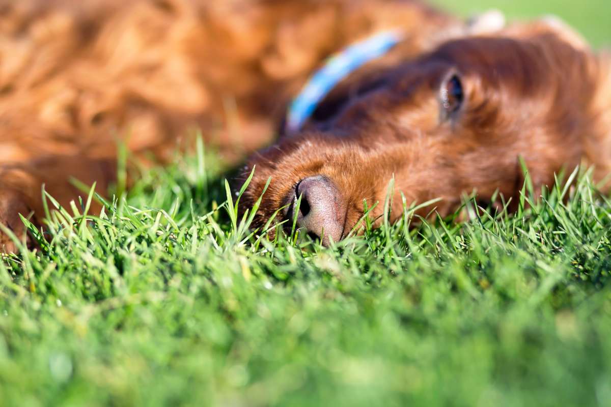 Cute sleepy Irish Setter dog lying in the grass