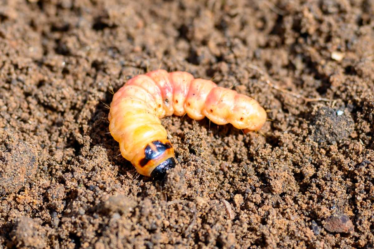 cossus cossus caterpillar of a wood worm odorous or willow insect pest on the soil. banner