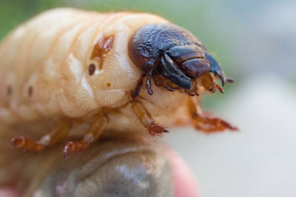 How to Naturally Get Rid of Lawn Grubs? Does Dishwashing Liquid Really Kill Grubs?
