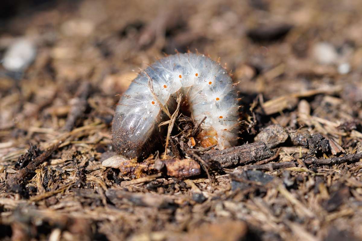 A closeup shot of a rose chafer larva in the garden