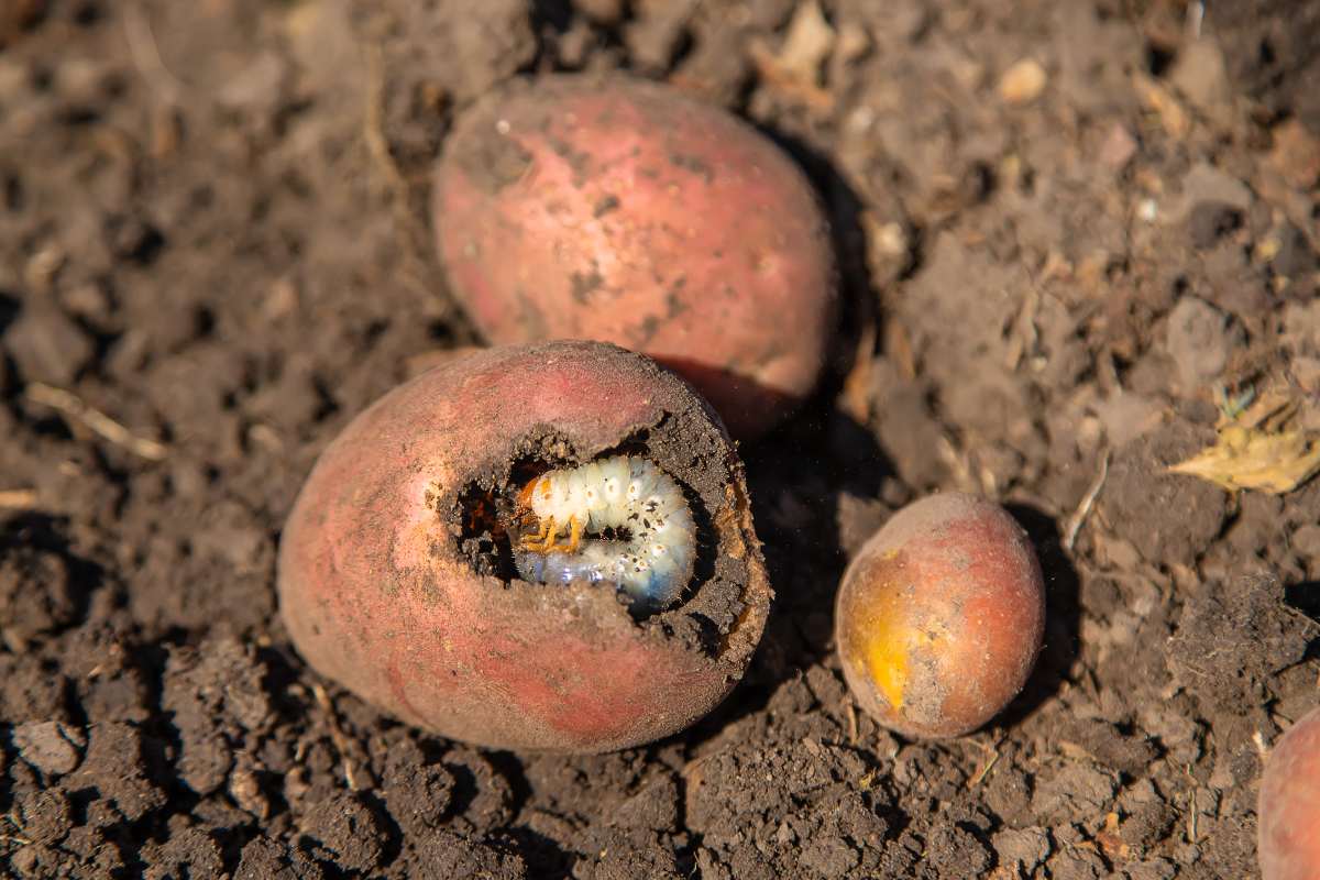 The grub larva eats potatoes. Selective focus. Nature.