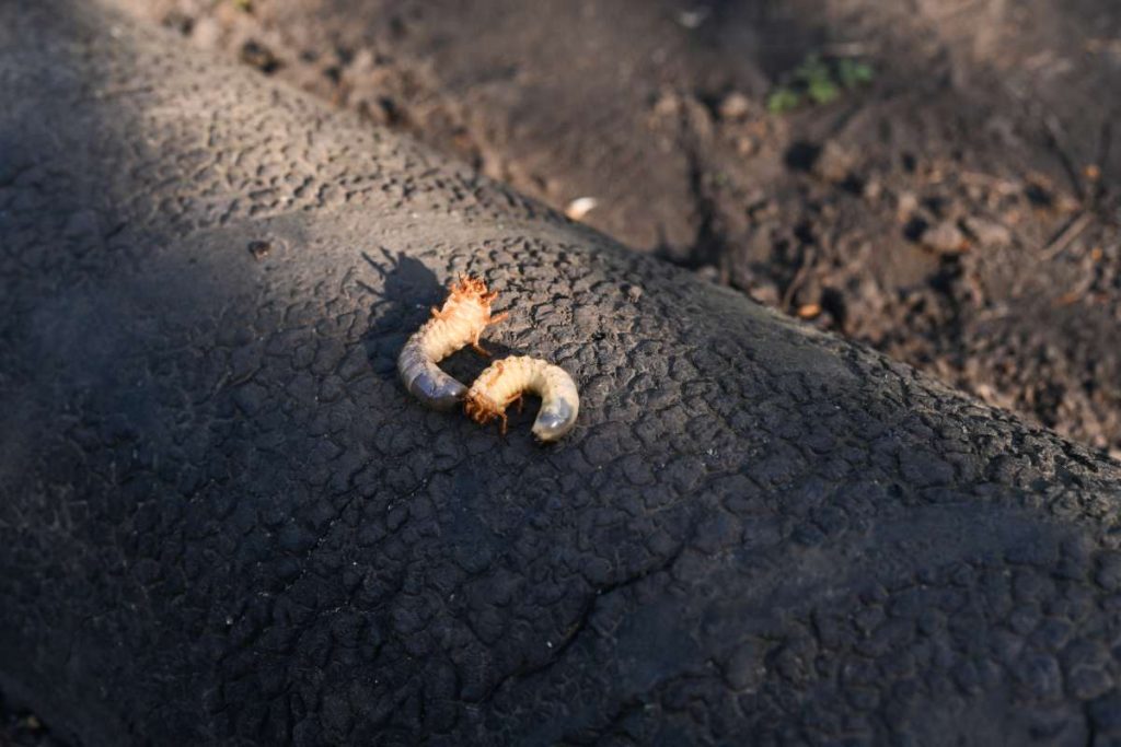 larvae of the May beetle