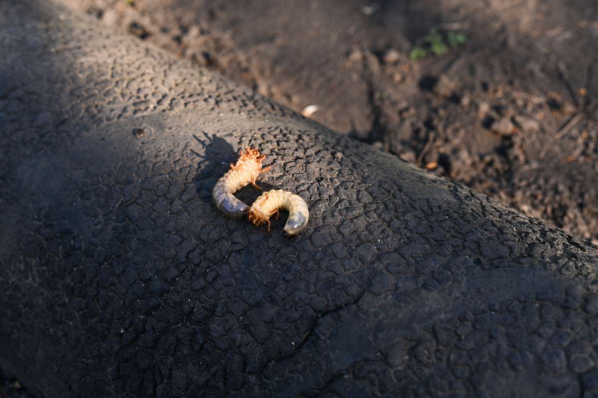 larvae of the May beetle