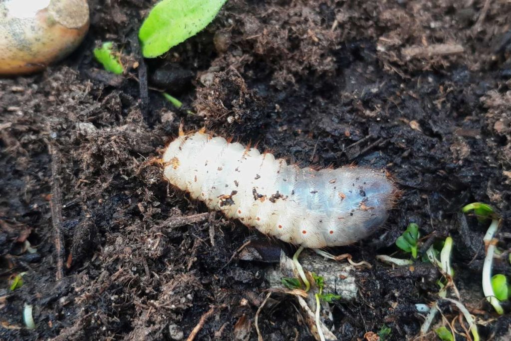 A beetle caterpillar larva crawls over rich soil with tiny plants around it, showcasing nature's wonder.