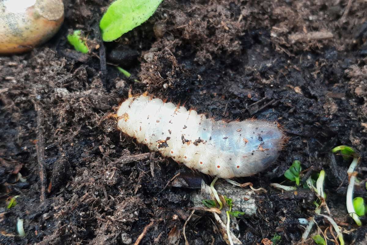 A beetle caterpillar larva crawls over rich soil with tiny plants around it, showcasing nature's wonder.