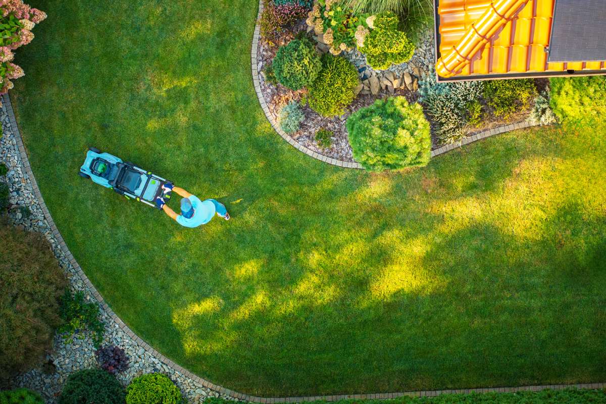 A man is mowing a vibrant green lawn, surrounded by manicured shrubs and trees during bright daylight. The setting shows a tidy backyard landscape.