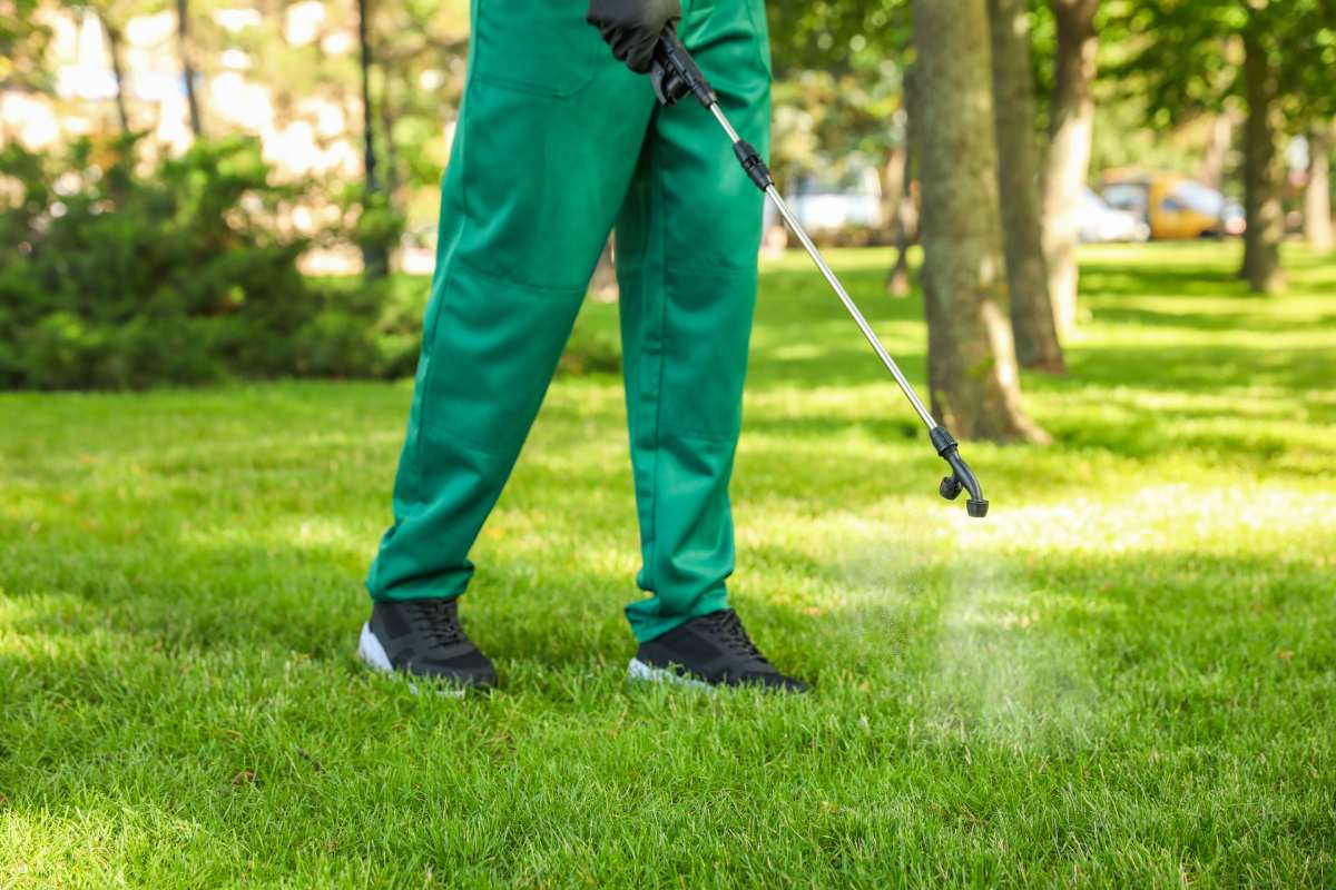 Worker spraying pesticide onto green lawn outdoors, closeup. Pest control