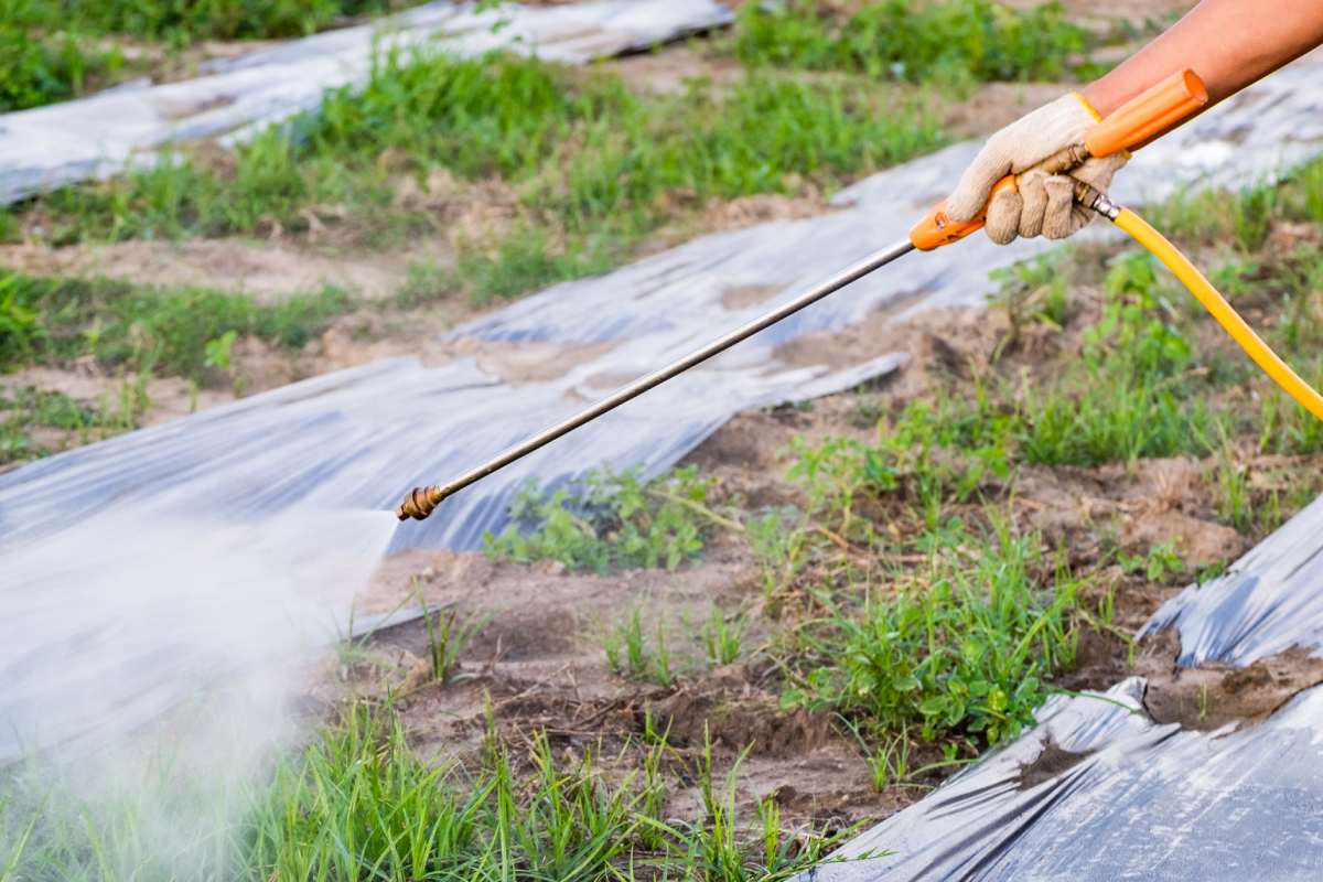 Hand Farmer spraying pesticides or fertilizers for agriculture
