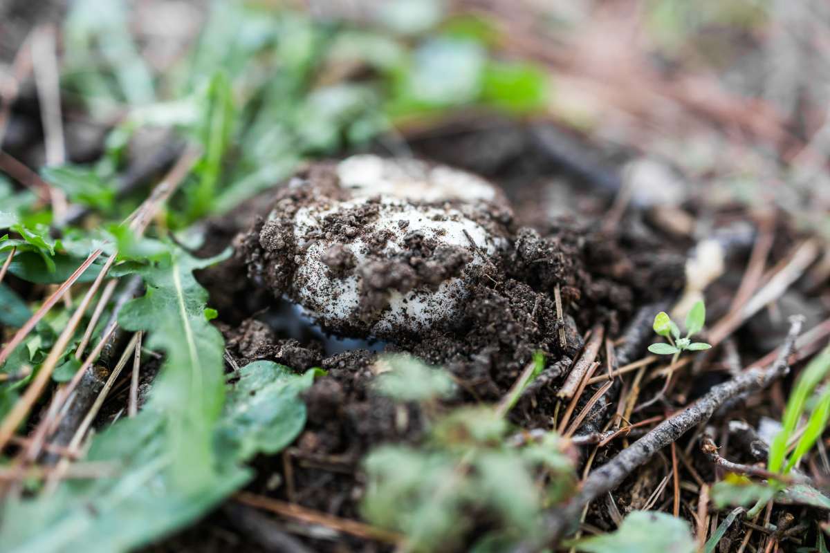 Beautiful wild mushroom growing in a forest among leaves, soil and other mushrooms.