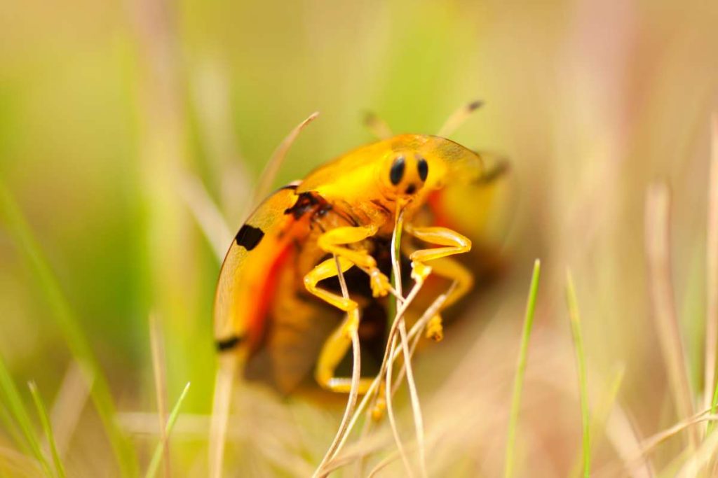 Closeup of ladybug on the meadow