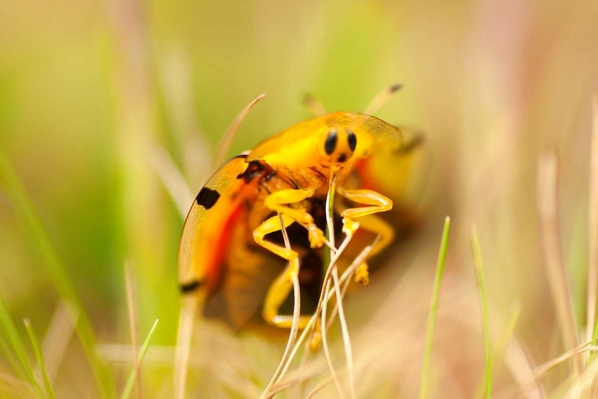 Closeup of ladybug on the meadow