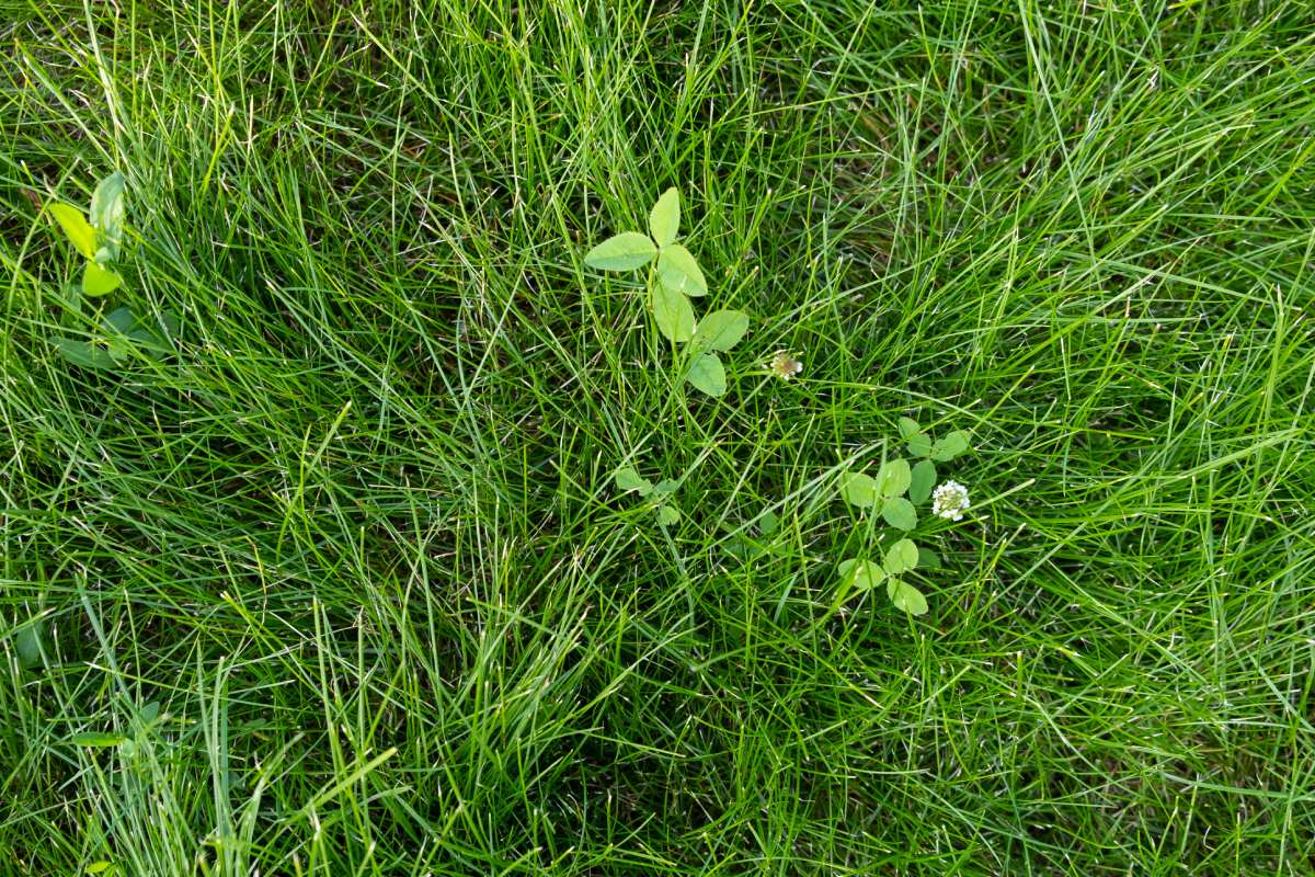 Green juicy grass on the lawn close-up at sunset. The border of the mown lawn. weeds, clover