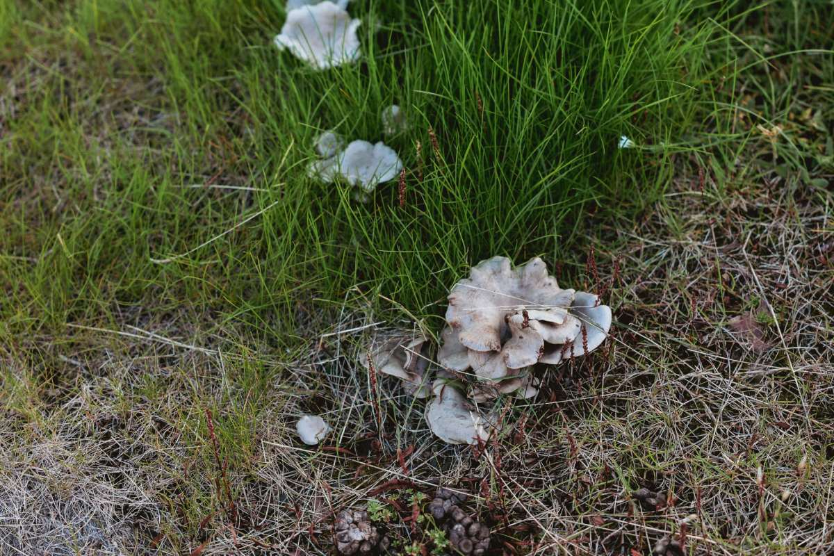Mushrooms can be seen emerging from the grass at Pyramiden in Svalbard, showcasing the unique flora of this remote Arctic settlement during the late summer season.